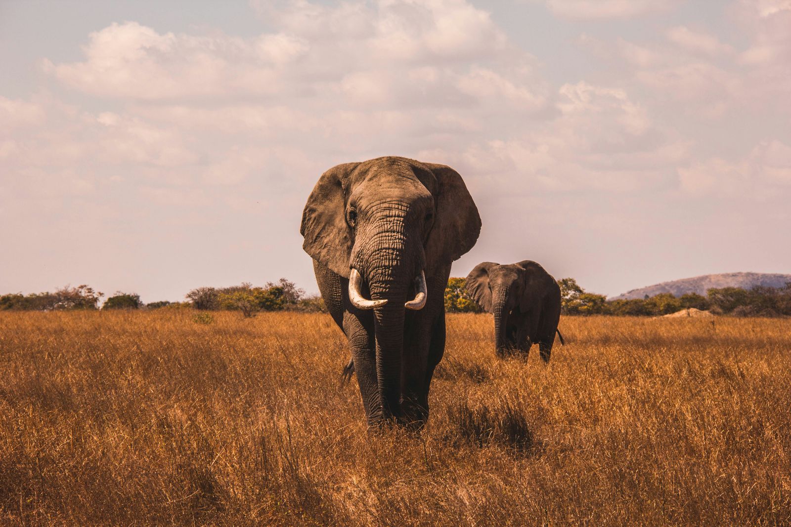 5* safari in Zuid-Afrika vanaf € 1.990 p.p.