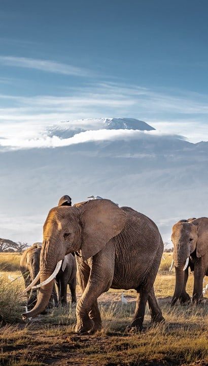 14-daagse rondreis: Couleur locale in Kenia