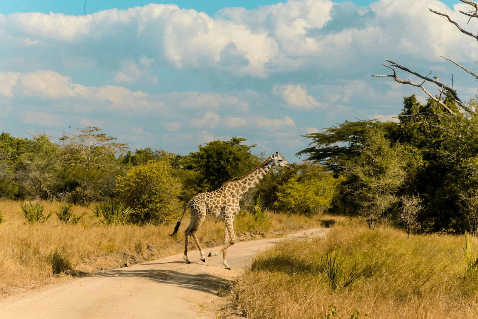 Tanzania en Zanzibar: safari en strand in 8 dagen