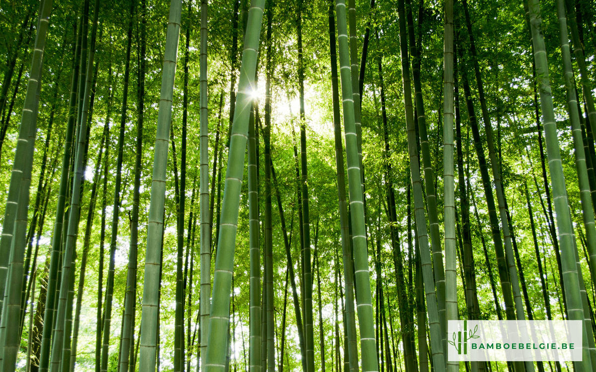 Bamboe kan tot 100 cm per dag groeien! 😮