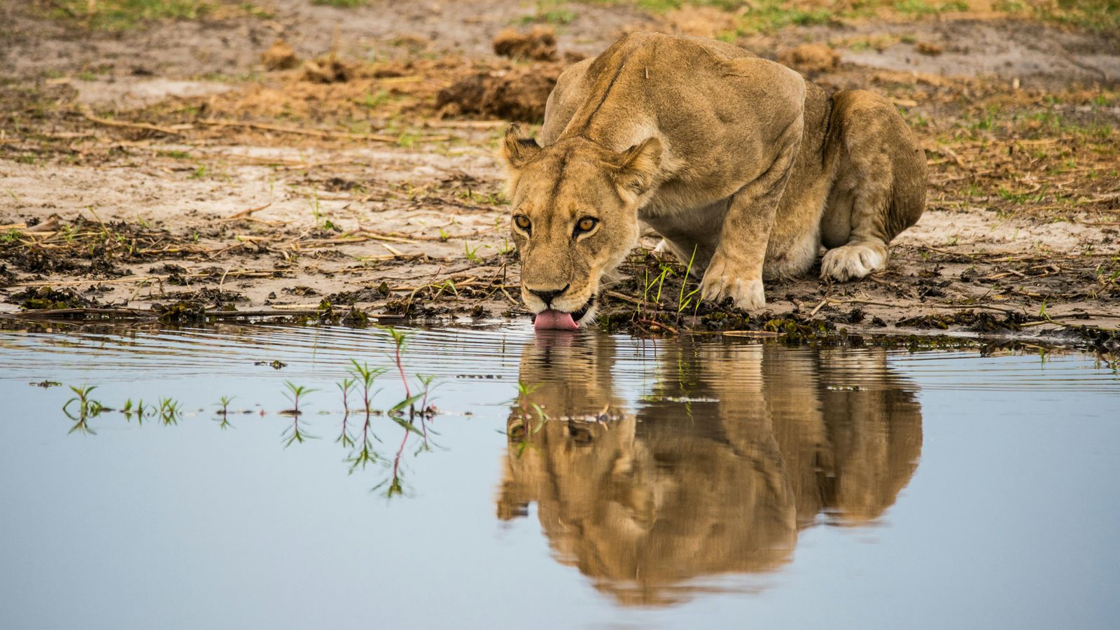 Botswana en Victoria Falls: 13-daagse privéreis