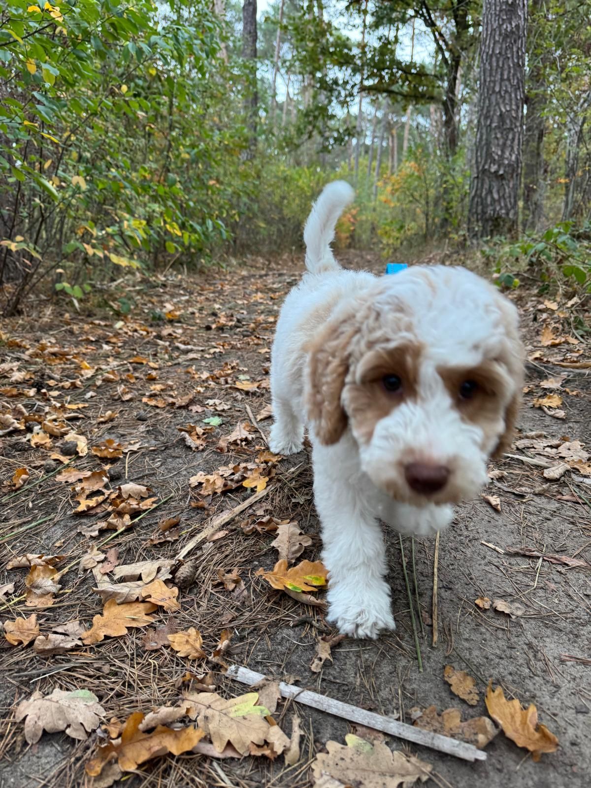 5 Prachtige Boswandelingen in Belgisch Limburg