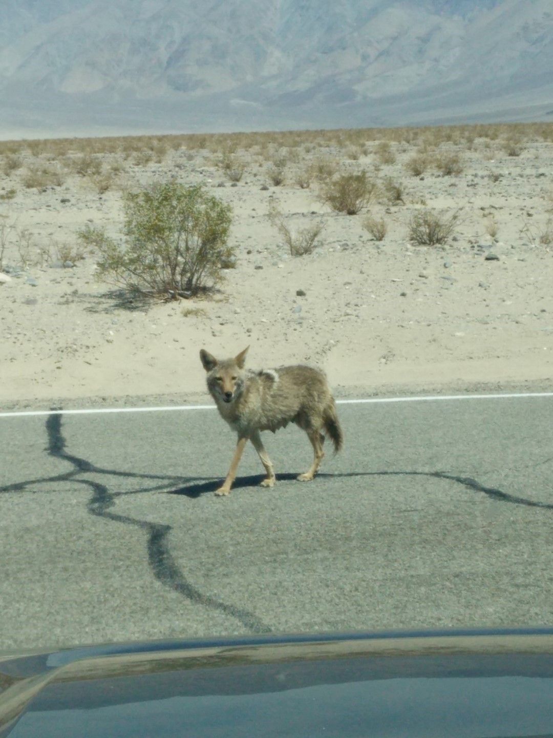 charlotte-bontinck-reizen-staelens-west-usa-coyote.jpg