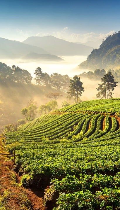 Thailand - Van rivier tot plezier - 10 daagse rondreis