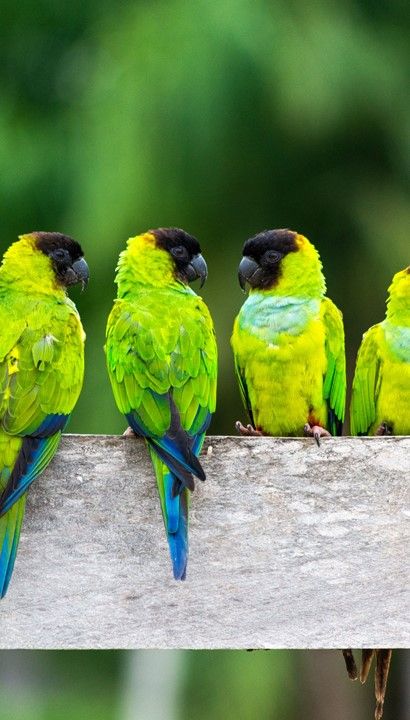 14-daagse rondreis door Brazilië: PURA PAIXÃO