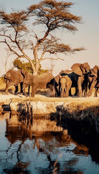 IN DE KIJKER - Ontdek Sebatana, een 5* safari aan een knalprijs, Zuid Afrika