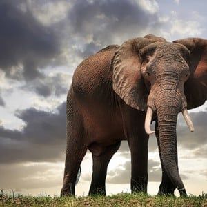 Reizen naar Zimbabwe | Ontdek natuur, cultuur en avontuur | Selectair