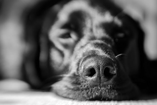 Zo kies je een urne die bij jouw huisdier en interieur past