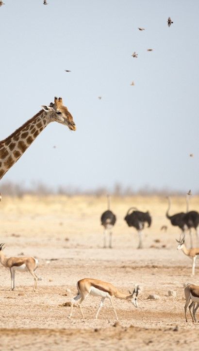 De Grote Rondreis Namibië - Selfdrive 20 dagen