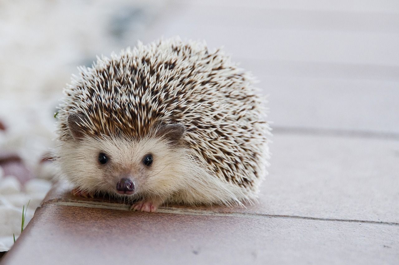 Werelddierendag op 4/10/2023: feest voor onze harige, gevleugelde, gevederde, geschubde, gepantserde en kruiperige vrienden.