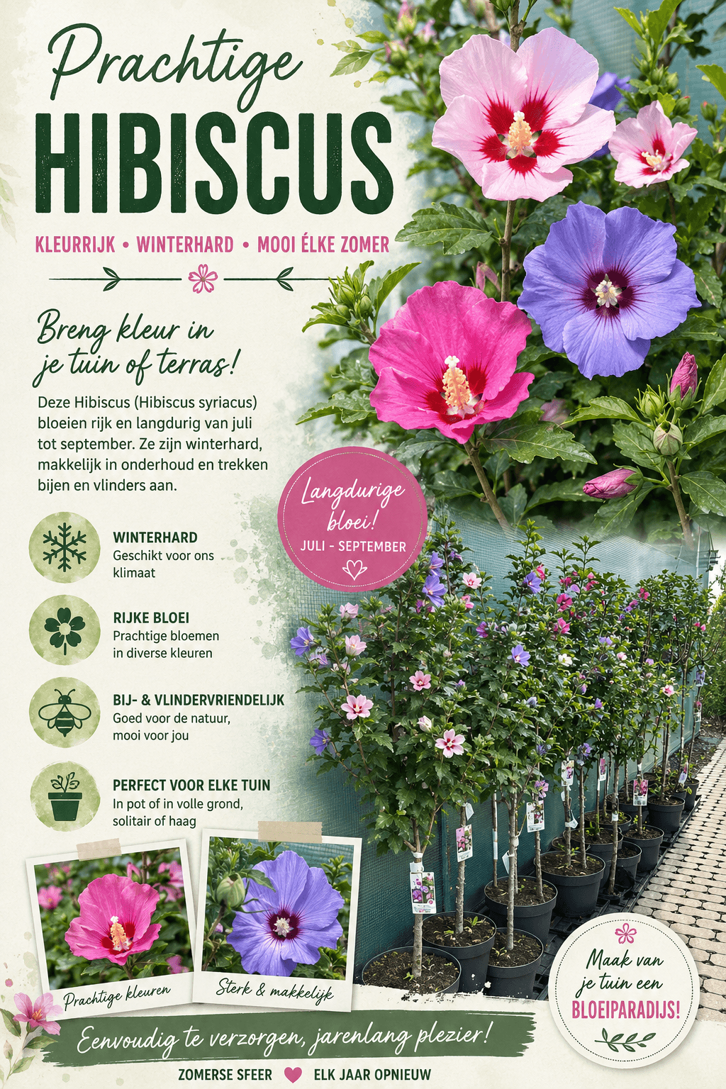 Breng kleur in je tuin met de prachtige Hibiscus syriacus