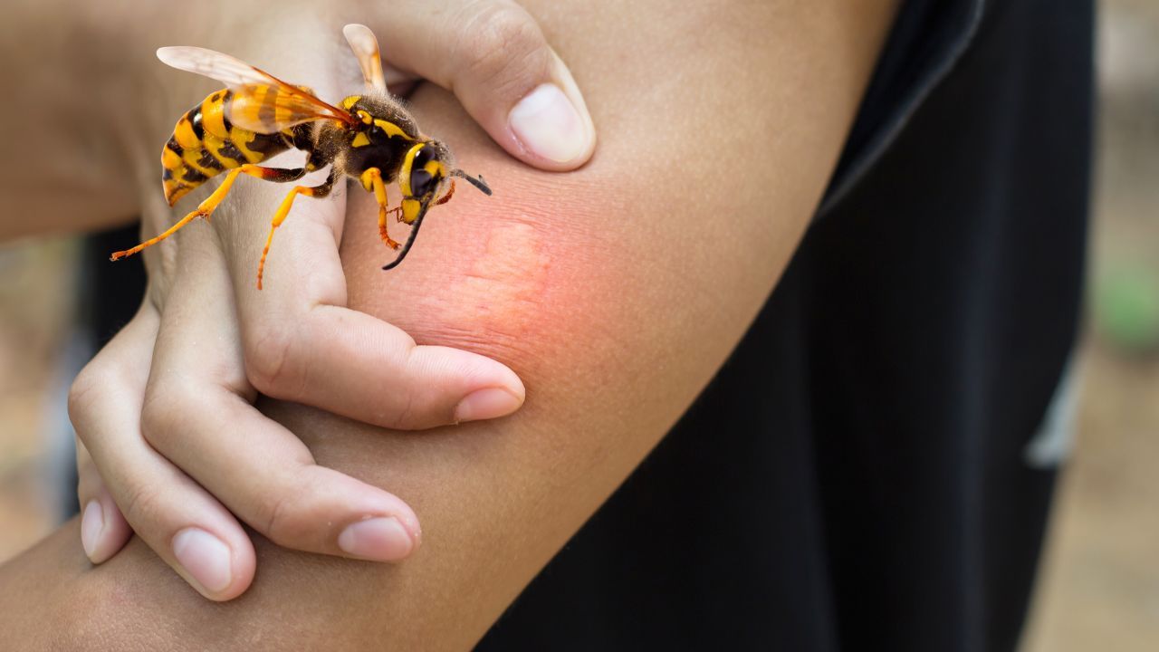 Een overdreven insectenbeet met natuurlijke middelen kalmeren en genezen: help je lichaam van binnenuit