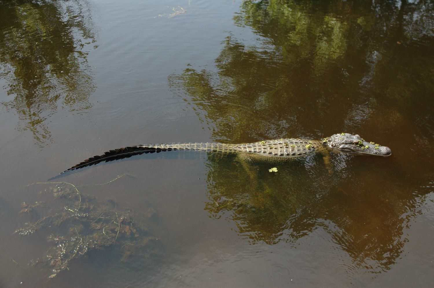 jean-paul-van-nieuwenhove-penta-reizen-alligator2.jpg