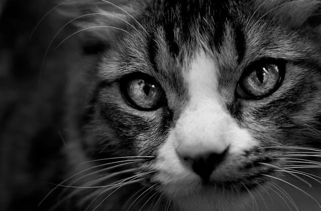 Wat gebeurt er bij een individuele vs. gemeenschappelijke crematie?