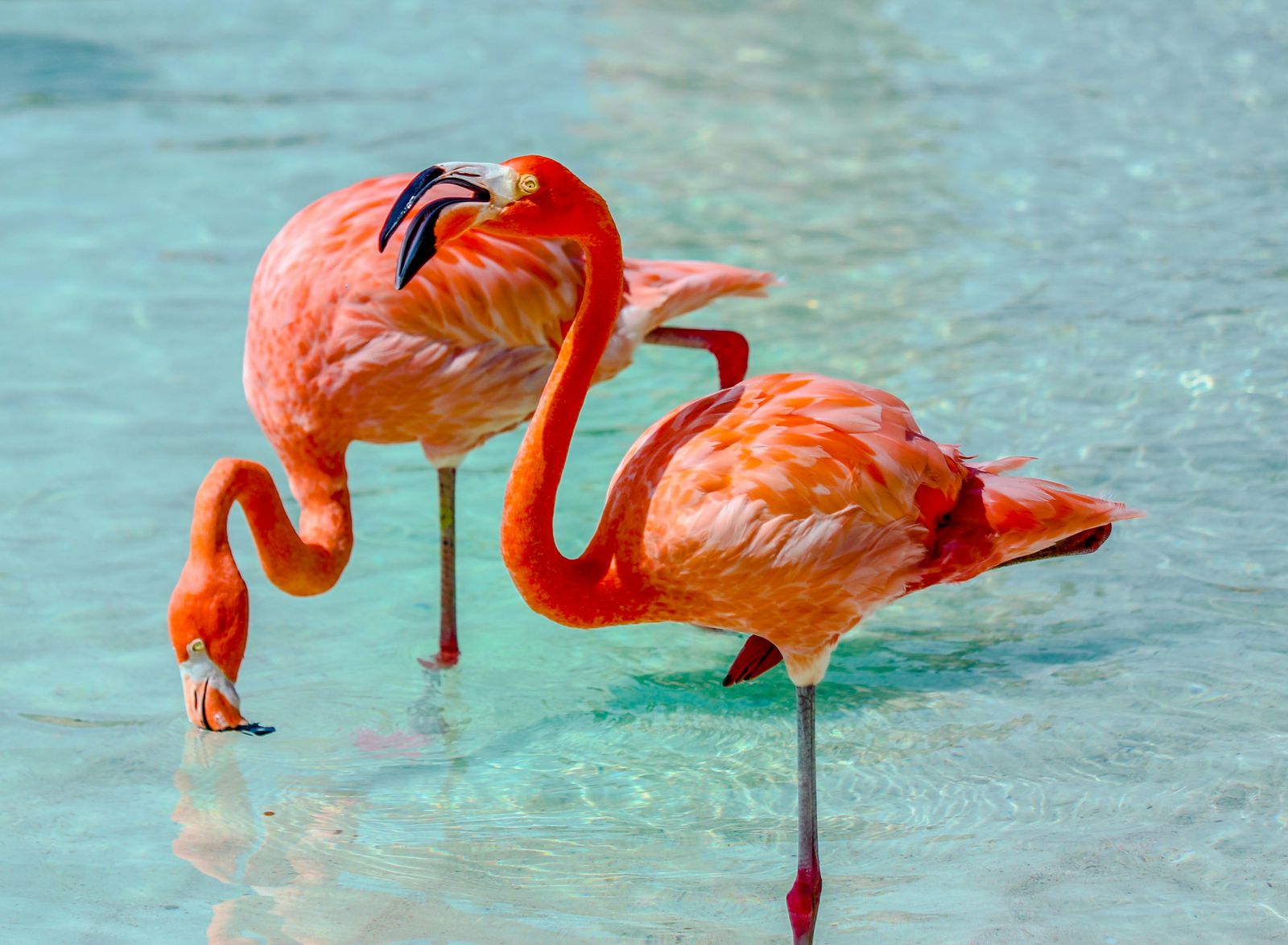 Aruba & Curaçao