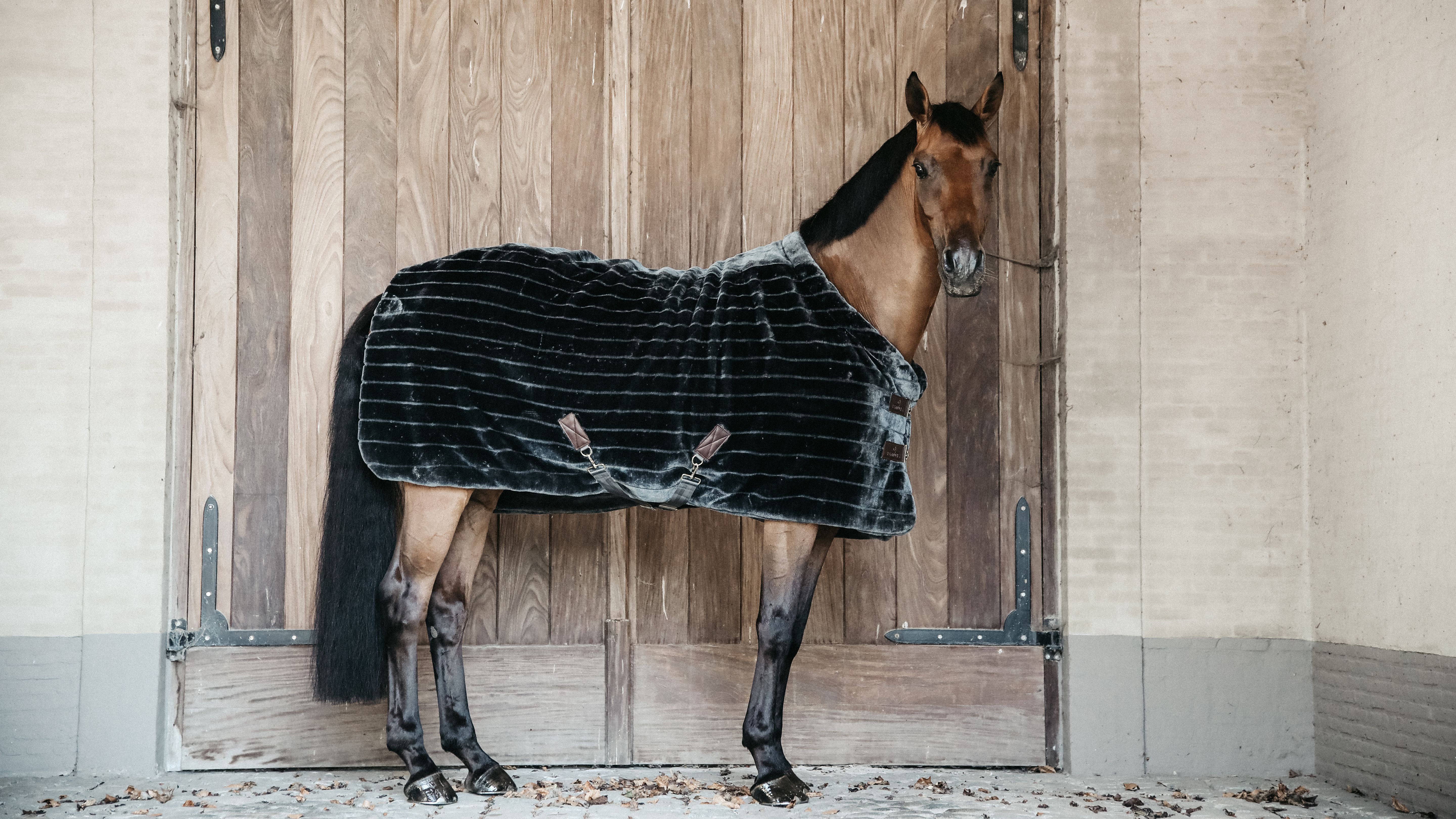 Plaats optioneel huisvrouw Help, welk deken moet mijn paard op? | Emmers Academy