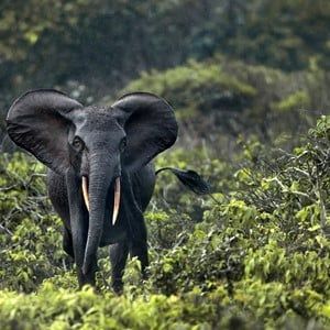 Reizen naar Gabon | Ontdek ongerepte natuur en wildlife