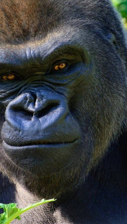 12-daagse rondreis door Gabon: AFRIKA’S LAATSTE PARADIJS