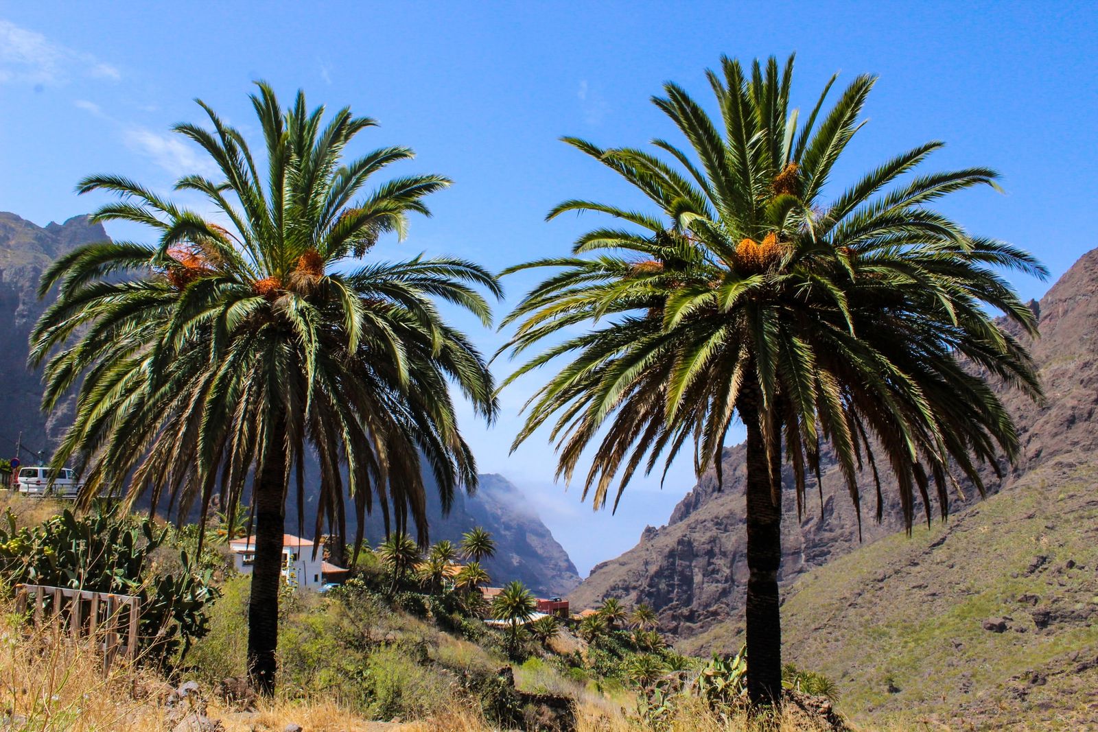 Cruise Canarische Eilanden & Madeira vanuit Rotterdam (15 dagen)