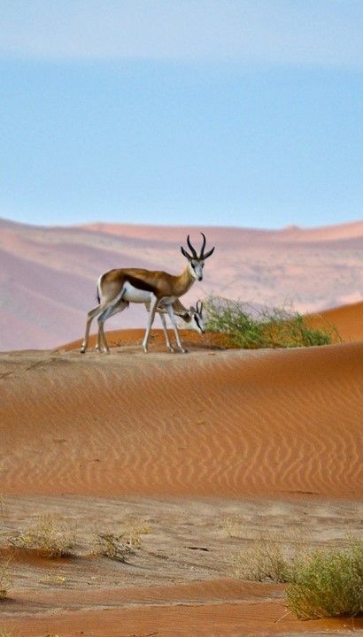 Namibië Klassiek - Standaard - Selfdrive 15 dagen