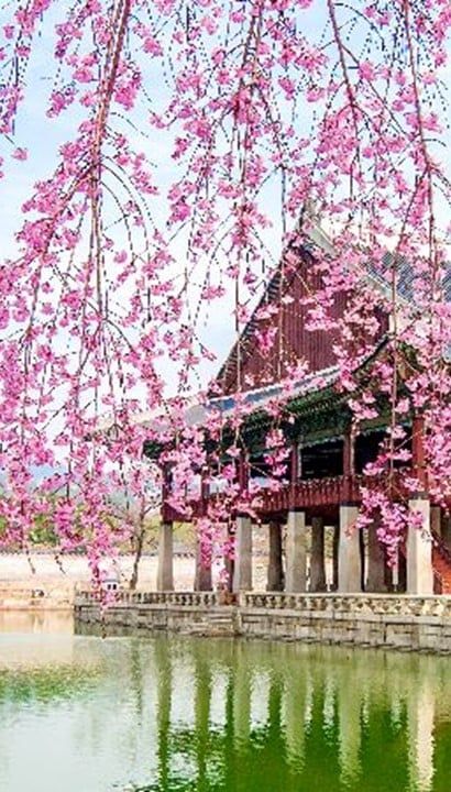 RONDREIS DOOR ZUID-KOREA 18 dagen / 17 nachten