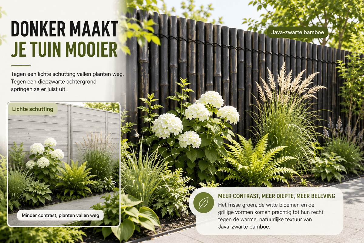 Java zwarte bamboe maakt je tuin mooier